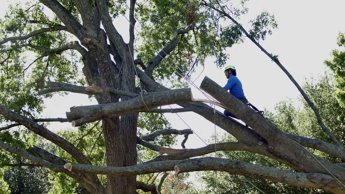 Professional Crown Thinning performed by certified arborists in West Middleton