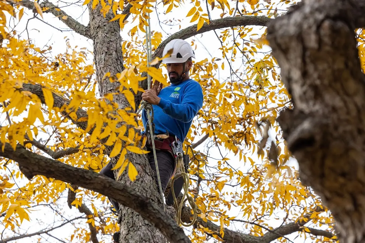 Skilled Tree Planing crew working in West Middleton